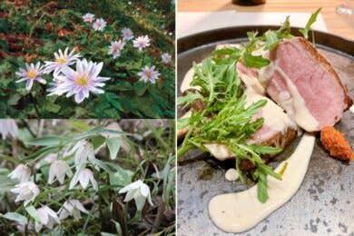 【広島駅新幹線口・アストラムライン古市駅発着／日帰り】【２４名様限定】春の訪れを告げる山野草 川本町のイズモコバイモ＆ユキワリイチゲ～里山イタリアンのご昼食～