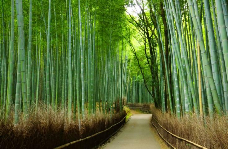 [難波/京都発]訪れたいスポットとして大注目の2大古都 京都・奈良周遊日帰りツアー　築120年以上の京町屋で召し上がる「神戸牛すき焼き鍋」に舌鼓！(英語ガイド付)2