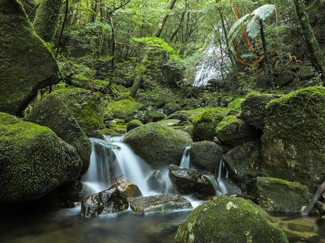 ■≪楽々！”頑張らない屋久島”苔むす渓谷のお散歩ツアー付き！(午後)≫年齢制限なし！頑張らなくても苔むす岩と渓流に出会える！カメラマンが秘密のスポットへご案内　往復航空機利用屋久島　4泊5日2