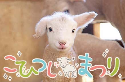 【早割30】[横浜・川崎発]☆こひつじまつり開催中☆ネモフィラも咲く丘でマザー牧場散策や仔羊とのふれあい、なんとズワイガニもアワビも食べ放題の海鮮浜焼き食べ放題!!いちご狩りも食べ放題で満腹満喫、房総日帰りバスツアー！