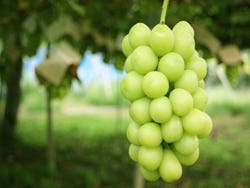 【松戸・青戸発】山梨 旬の輝きを味わう！シャインマスカット食べ放題＆人気のクロワッサン詰め放題＜コースNo.25-1057-D＞（京成トラベルサービス㈱）1