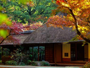 国の名勝『九年庵』 と福島八幡宮の夫婦イチョウ🍁日帰りバスツアー🚌