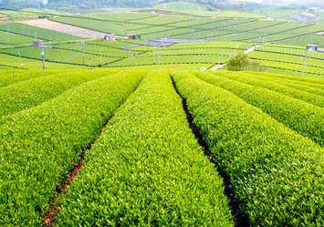 《よかバス×TeNY》福岡旅する茶のくに八女 とっておきのスポット旅