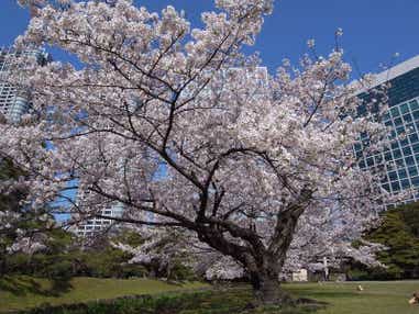 【徳島空港発】 隅田川お花見屋形船と東京・横浜桜8景めぐり3日間