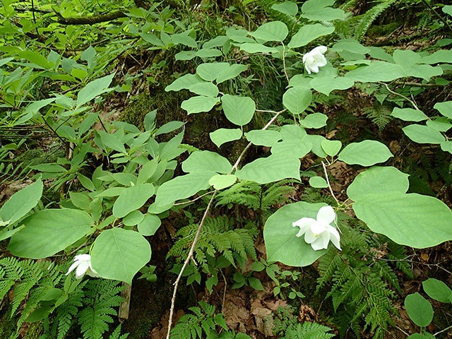 【名古屋発】■２０２６年６月２４日（水）■（個室）［中級］乗鞍山麓に広がる「五色ヶ原」トレッキングと奥飛騨の名湯「平湯温泉」　１泊２日　♪名鉄の泊りトレッキング2