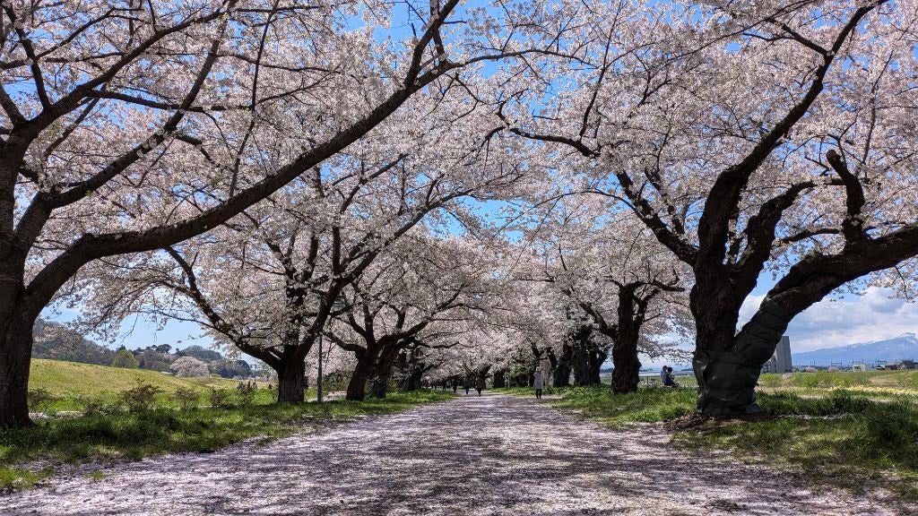【寒河江・東根・天童・山形市内発】みちのく三大桜名所・北上展勝地の桜とヤクルト工場見学（日帰り）2