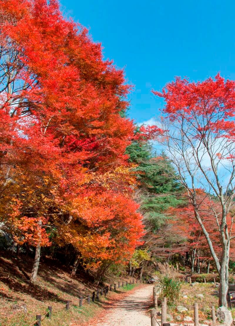 【倉吉・ハワイ・鳥取 発】 紅葉の六甲神戸ハイライトと神戸　ホテルフルーツ・フラワーでランチバイキング2