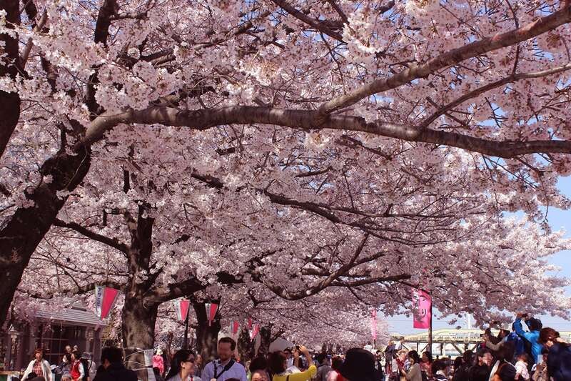 【宮城県・新幹線駅（仙台駅・白石蔵王駅・古川駅・くりこま高原駅）発】 人気の東京スカイバスでぐるっと都内観光と 大江戸７つの「さくら」名所めぐり２日間3