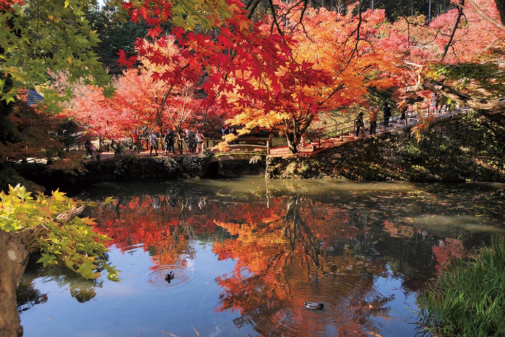 ＜兵庫＞丹波三山 紅葉めぐりとみんな大好き！丹波栗 満喫の旅【明石･西神中央･緑が丘出発】2