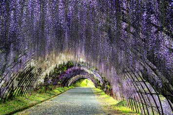 『「河内藤園」藤棚トンネル 白野江植物公園と門司港レトロ・三井倶楽部「海鮮焼きカレー」』【中間・引野口・黒崎・小倉 出発】