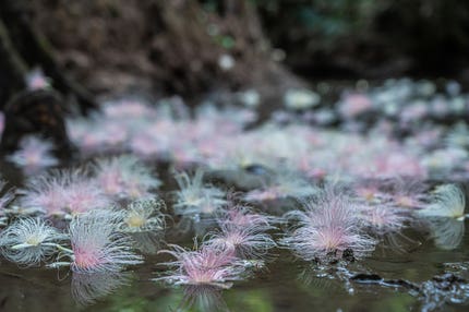 【出雲空港発】 ≪島たび≫ 石垣島の一夜花『サガリバナ』ライトアップ鑑賞と幻の島『浜島』上陸・西表島・由布島 ４日間