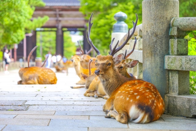 【6/20発分　料金を値下げしました！】名門大洋フェリーで行く！古都奈良の東大寺大仏殿と薬師寺法話　豊臣ゆかりの大和郡山大河ドラマ館🚢🚢フェリーで宿泊🚌宿泊バスツアー3