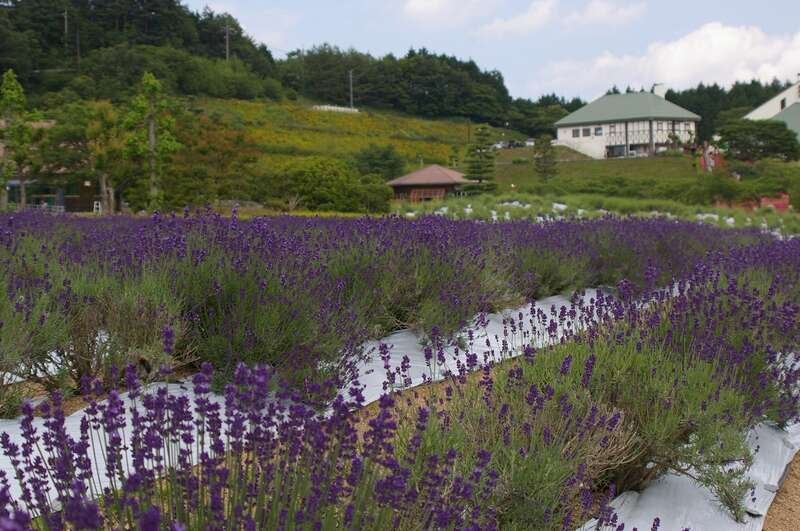 【高松・坂出発】３つのフルーツお土産付！おかやま初夏の大感謝祭 日帰り3