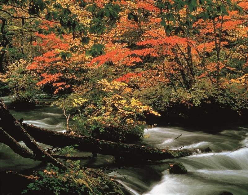 【青森・弘前エリア発】 十和田湖・奥入瀬渓流と蔦沼・中野もみじ山の紅葉（日帰り）1