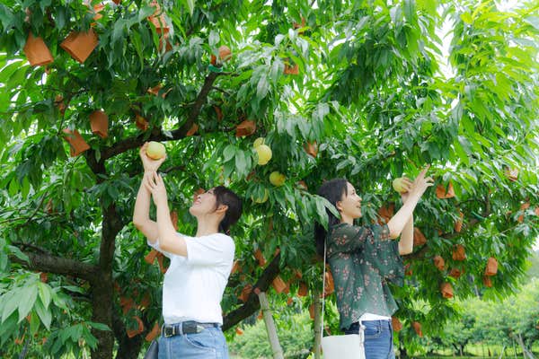 おかやまハレいろキャンペーン2025　　🍑岡山白桃狩りバス2