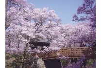 【岡崎発】＊日帰り昼食付＊『高遠小彼岸桜』1