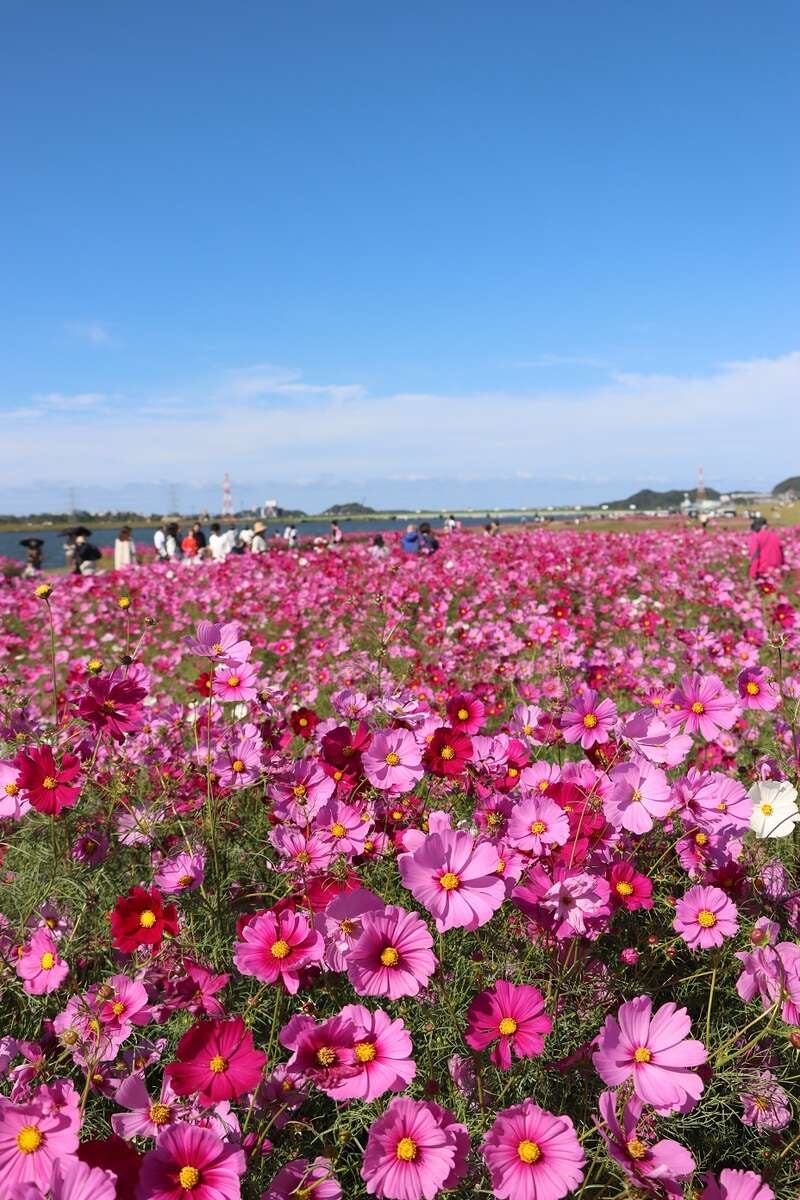 【防府・新山口発】響灘緑地グリーンパーク「秋バラ＆コキアの紅葉」と水巻町のコスモス　日帰り3