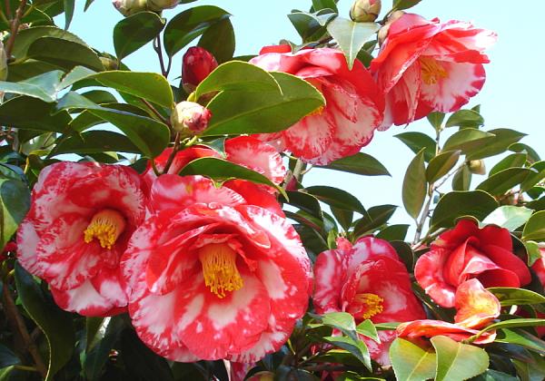 【北九州地区発着】柳川さげもんひな祭りおひな様水上パレードとうなぎミニせいろ蒸し付 水郷美味箱ランチ3