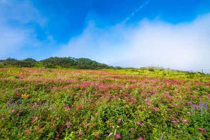 【和歌山駅東口発】 天空のお花畑！伊吹山散策と 関ケ原2つの祭「風鈴まつり」＆「和傘物語」　日帰り