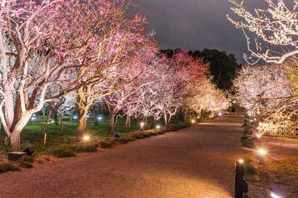 【秋田市内・大曲・横手地区発】 幻想的な景観を作り出す「偕楽園UME The Lights 2027」と那珂湊でお買い物 2日間