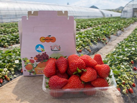 中部発　日帰り　お得好きの方に捧げる平日限定大盤振る舞い特別企画！いちご狩り食べ放題といちご＆野菜の詰め放題！2