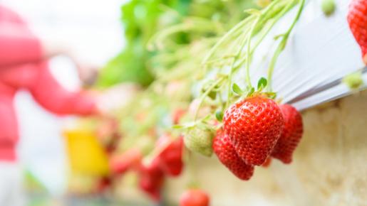 ＜Web割対象商品＞【キングツアーバス旅】箱根つつじ 山のホテル　飲み放題付きランチビュッフェ＆シーズンラストいちご狩り〔立川・京王八王子発〕3