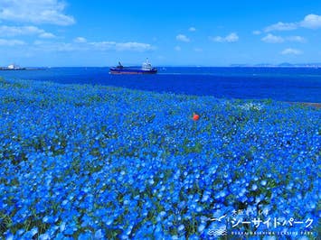 ■【大阪府】＼春のトキメキ、見つけた。／心奪われる「青の絨毯」ネモフィラ祭り2026＆ワンランク上のホテルで贅沢ランチビュッフェ＆お財布のリミッター解除！りんくうアウトレットでお買い物🎶