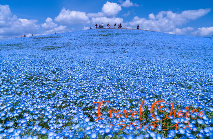 催行決定あり★[横浜発]日本の絶景 ひたち海浜公園のネモフィラ鑑賞と甘いイチゴ狩り食べ放題！ピリッと辛口♪めんたいパークの工場見学＆試食体験！1