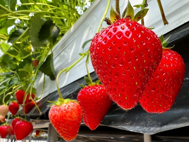 ■<新宿発>【千葉】春爛漫！Ｗ食べ放題♪海鮮浜焼食べ放題＆いちご狩り食べ放題＆動物の楽園【マザー牧場】3