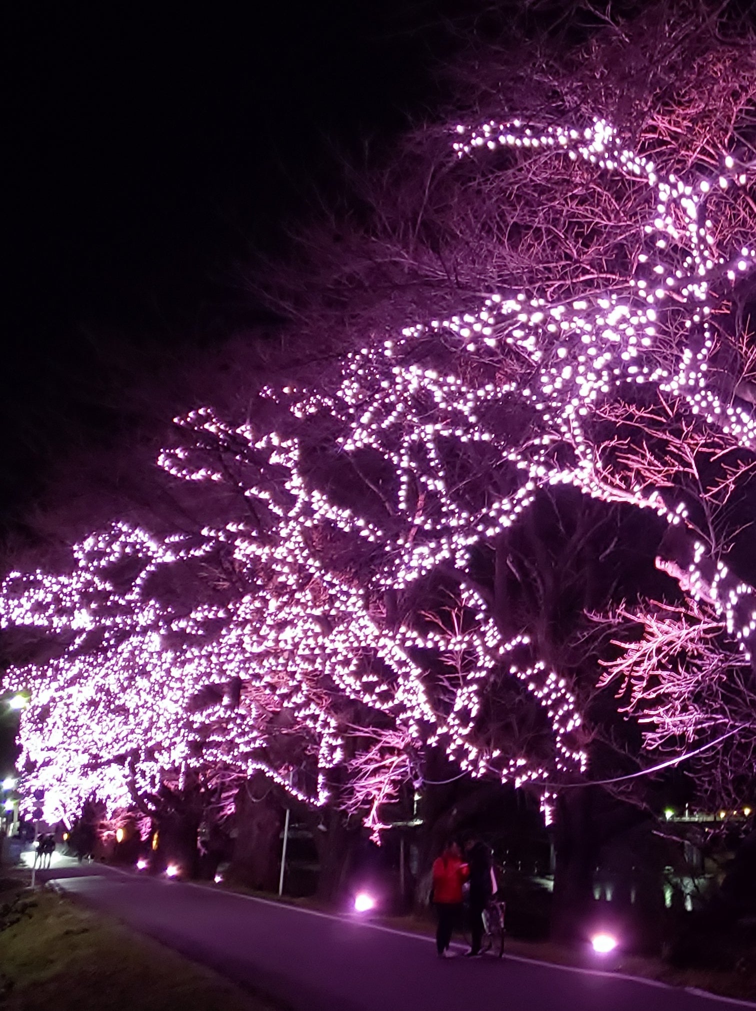 【仙台エリア発】 冬の絶景！雪上車「ワイルドモンスター」でしか行けない蔵王の樹氷鑑賞と 冬に咲く桜！？おおがわら桜イルミネーション2
