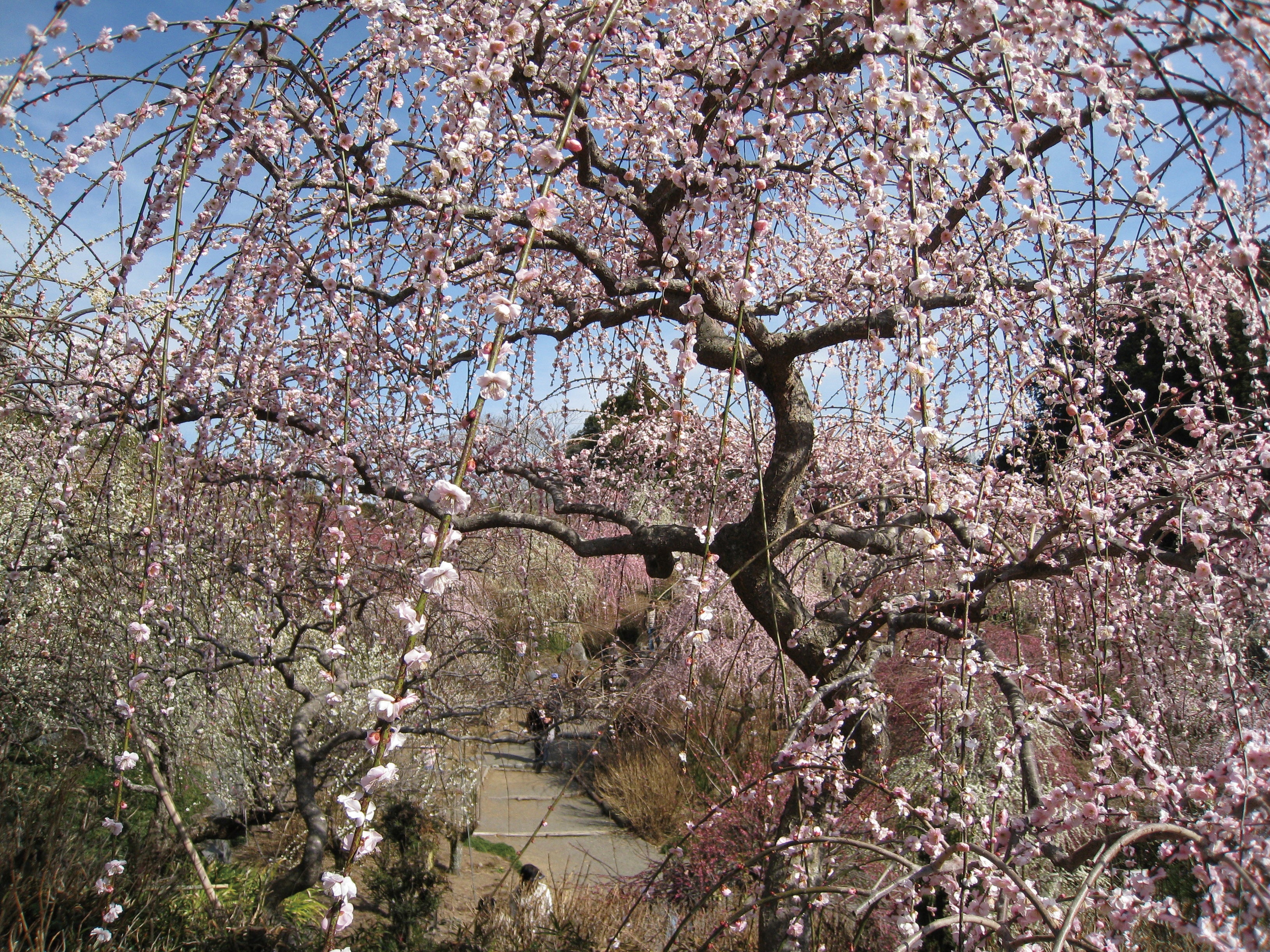 【静岡県内発】 日本最大級！32段1,200体 ひな飾り！「可睡斎」ひなまつりと久能山石垣いちご狩り食べ放題  10種海鮮丼とカニ漁師鍋の昼食3