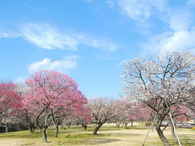 ■【茨城】茨城うめぇ～旅！？日本三名園 偕楽園「水戸の梅まつり」×筑波山梅林「筑波山梅まつり」＆新登場！「梅香膳」の昼食＆空中散歩！開業６０周年！筑波山ロープウェイ★2