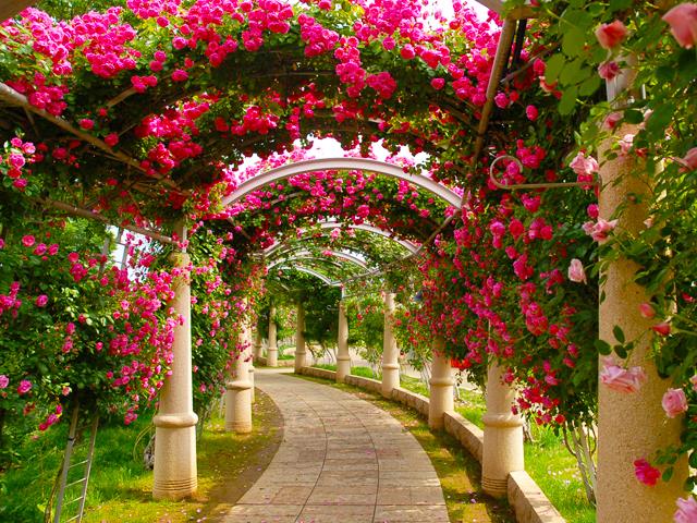 ■オリオンツアー岐阜名古屋発もぎたてフレッシュ山梨のさくらんぼ狩り食べ放題30分と薔薇の回廊ハイジの村で山梨の郷土料理のランチバイキングと信玄餅詰め放題へ行く日帰りバスツアー3