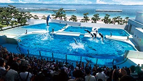 神戸須磨シーワールドとランチブッフェ1