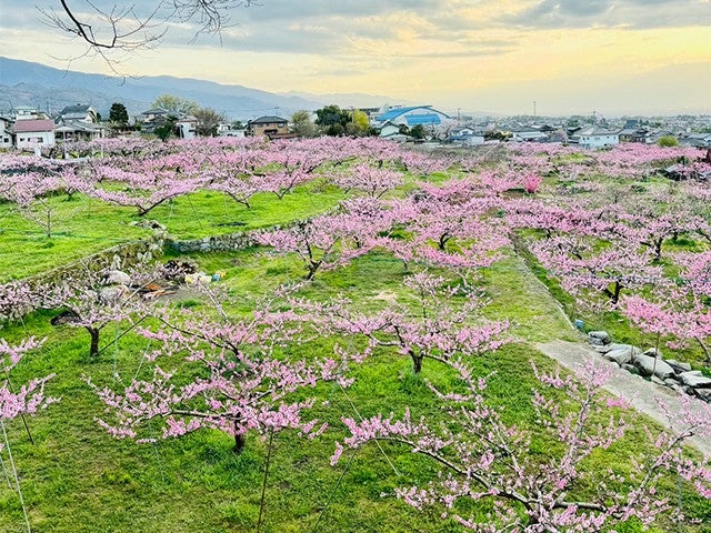 ■【山梨】やまなし春の花日和＜桜×菜の花×桃の花＞♪旬のいちご狩り＆明治の鉄道遺産「大日影トンネル遊歩道」散策2