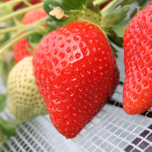 【バスハイク／(福岡)天神発着】 添乗員同行 ＜2026.4月～5月発＞ 恋する筑後・八女　ときめきツアー 茶のくに八女ですすり茶体験 いちご狩り食べ放題 ・ 恋木神社 うれしい筑後スイーツのお土産付き！1