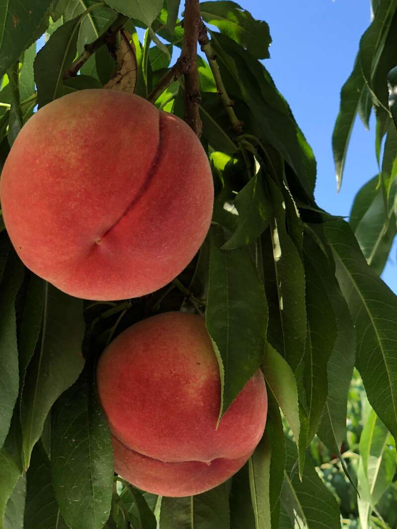 【岩手県内発】 もも2個付き　フルーツの宝庫　福島もも狩り食べ放題　日帰り3