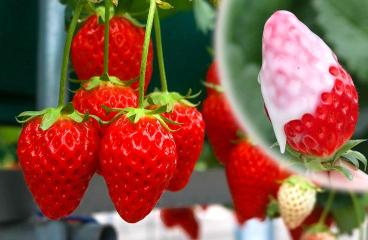 ★2/18、22催行決定★[横浜発]第36回『河津桜まつり』で最大120分散策＆甘～い『いちご狩り』40分食べ放題♪駿河湾名物の桜えびやしらすが入った彩り豊かなお弁当付の日帰りバスツアー！2