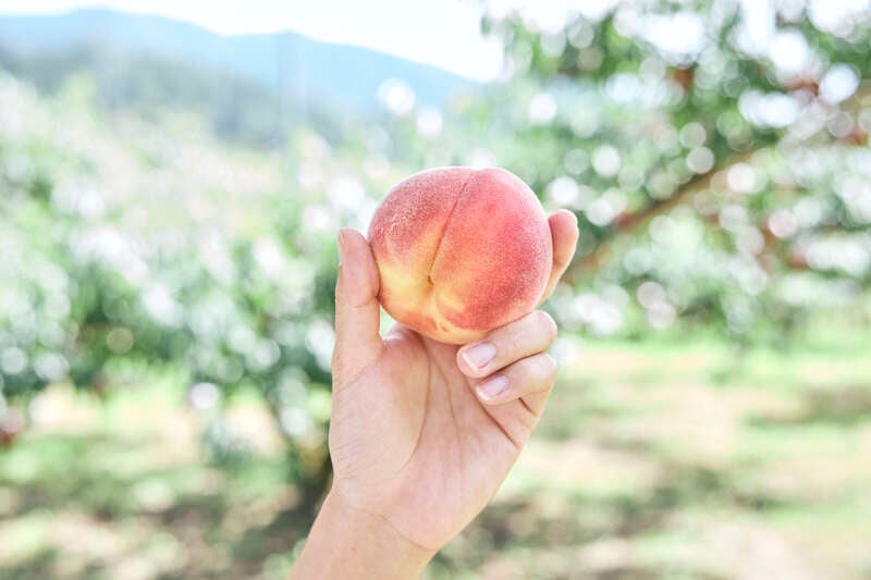 【埼玉県内発】 国産メロン1玉土産付！ぴっちぴち甲州桃狩り食べ放題 河口湖ハーブフェスティバル＆富士大石ハナテラス　日帰り2