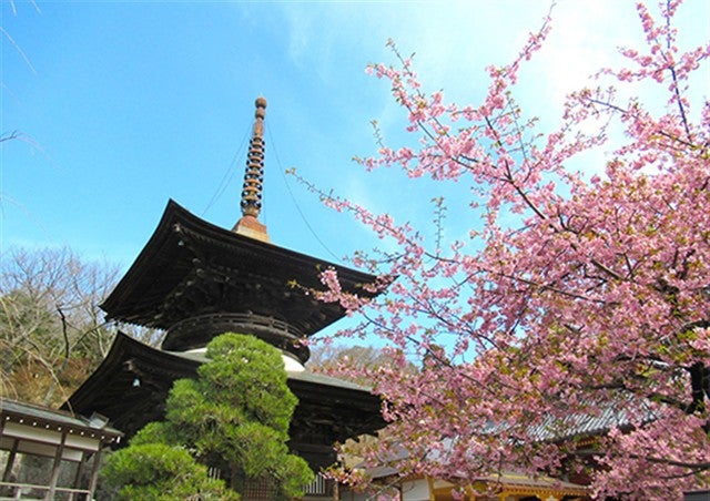 ■【栃木・茨城】＜3月出発限定＞北関東春の花合戦！雨引観音「河津桜祭」×カラフルなチューリップ畑！果実畑の隠れ家でイタリアンビュッフェ＆プレミアムいちご「スカイベリー」いちご狩り食べ放題♪
1