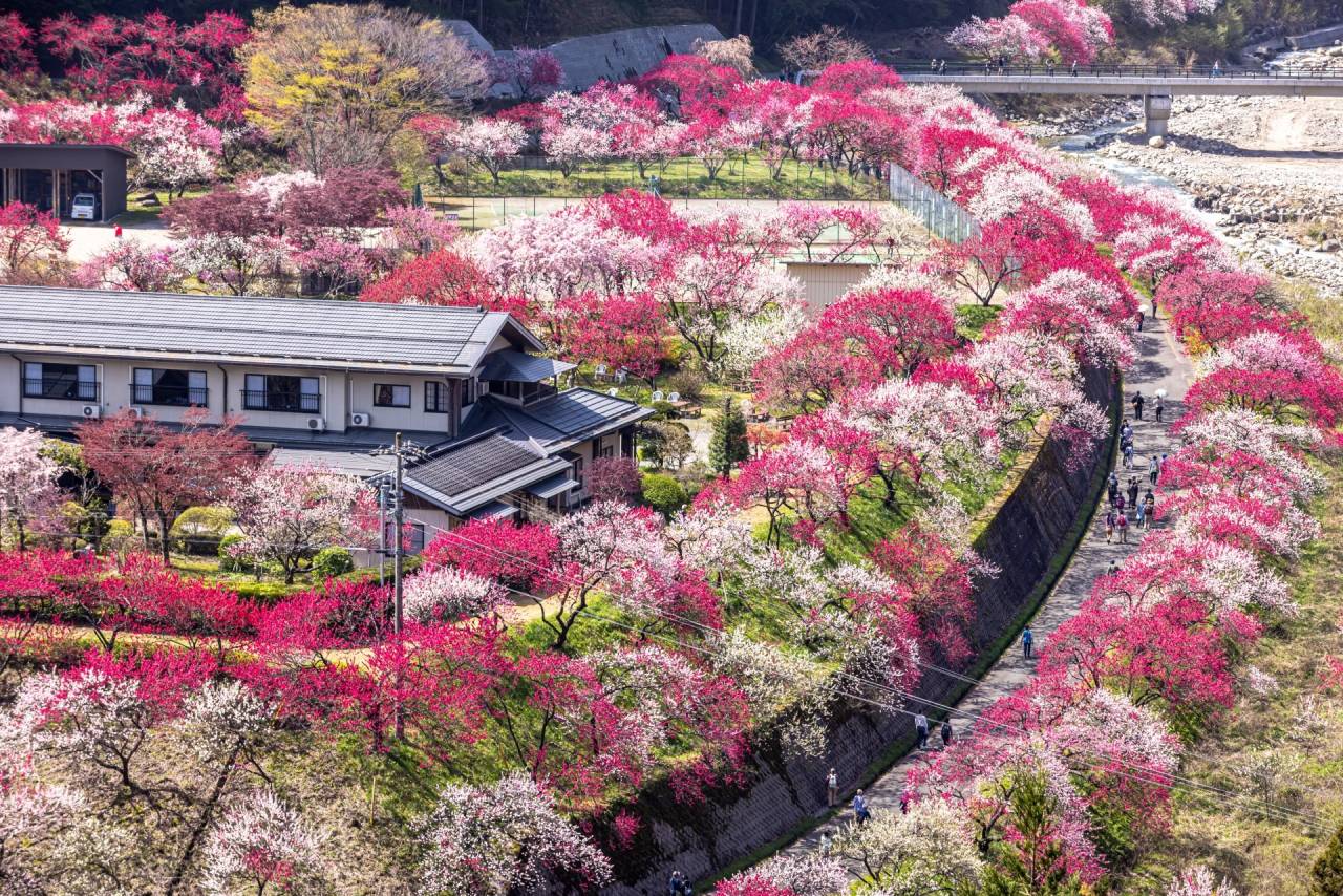 近鉄特急で行く！日本一の桃源郷！南信州「花桃の里」と「そらさんぽ天竜峡」【大阪難波・大阪上本町・鶴橋・大和八木発】1
