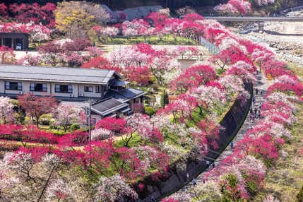 近鉄特急で行く！日本一の桃源郷！南信州「花桃の里」と「そらさんぽ天竜峡」【大阪難波・大阪上本町・鶴橋・大和八木発】
