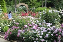 【金山駅南口発】〔遊山〕＊ 日帰り昼食付＊『大野耕生さんと巡るレッドヒルヒーサーの森「ローズガーデン」と牛銀本店 松阪牛すき焼き』1