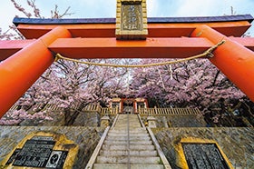 龍野　花田　三木発 鞍馬の雲珠桜3