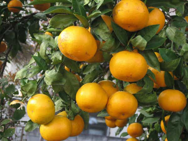 【大阪府内発】 本場和歌山！有田みかん狩り食べ放題と紀州柿狩り体験　日帰り1
