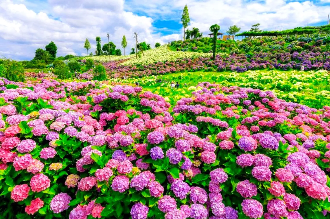 その数なんと、数万株！「メナード青山リゾート・ラベンダー畑」と見渡す限りを埋め尽くす約75,000株のあじさい「かざはやの里」初夏の花めぐり！【大和八木・橿原神宮・五位堂発】2