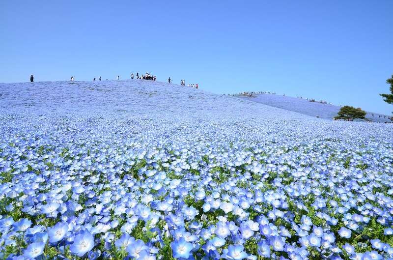 【山形県内発】 あしかがフラワーパークと国営ひたち海浜公園のネモフィラ・館林のつつじ（2日間）1