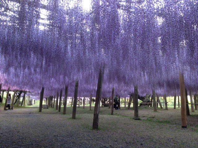 【萩・長門・美祢発】圧巻の藤トンネル！絶景に包まれる「河内藤園」　日帰り2