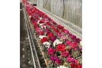 【春日井車庫・小牧発】＊日帰り昼食付＊『南信州 年越しそば打ち体験』3