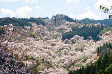 ～名門大洋フェリーで行く～吉野千本桜と大阪城公園🚢🚢フェリーで宿泊🚌宿泊バスツアー